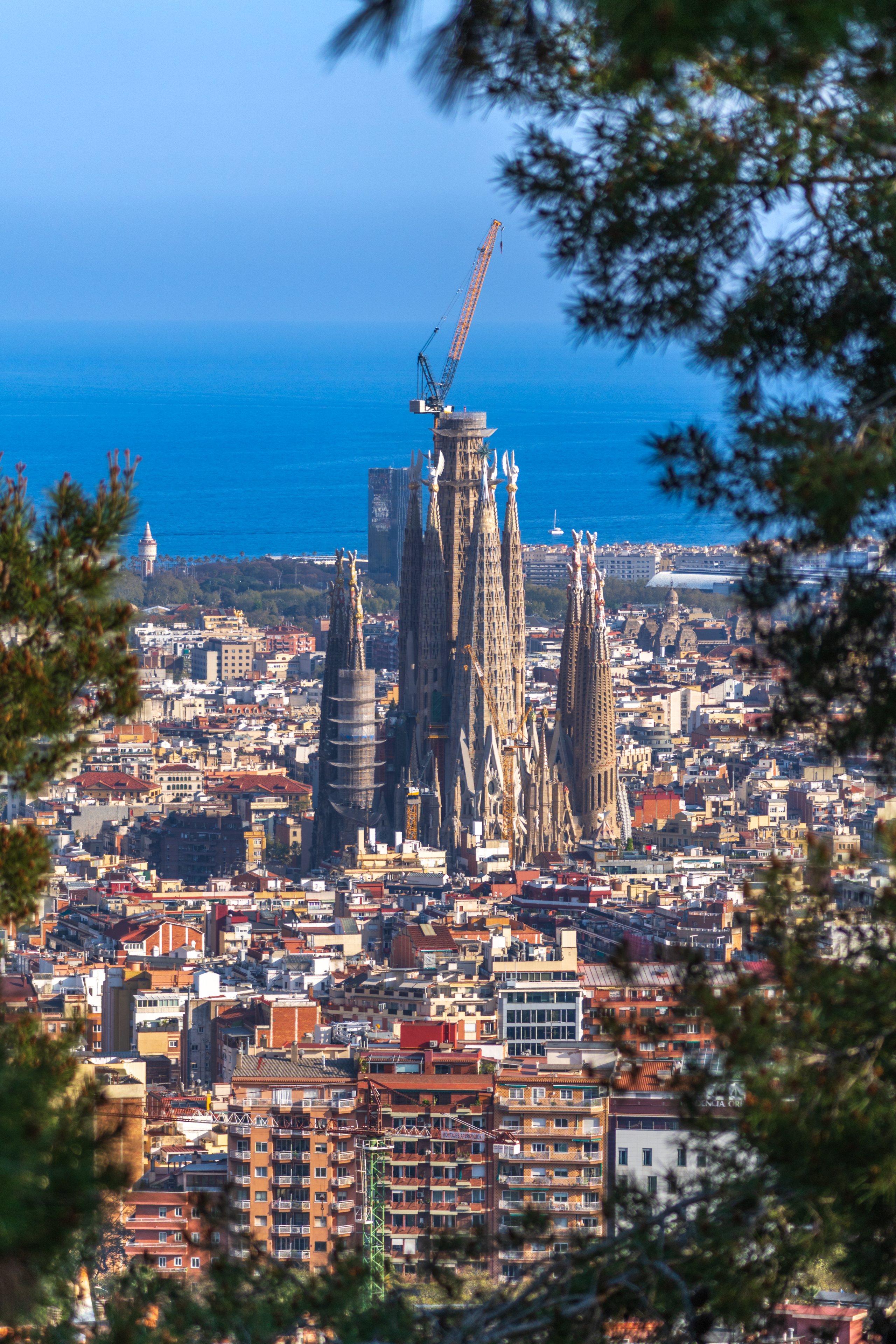 Sagrada Família framed through pine branches with the sea in the distance