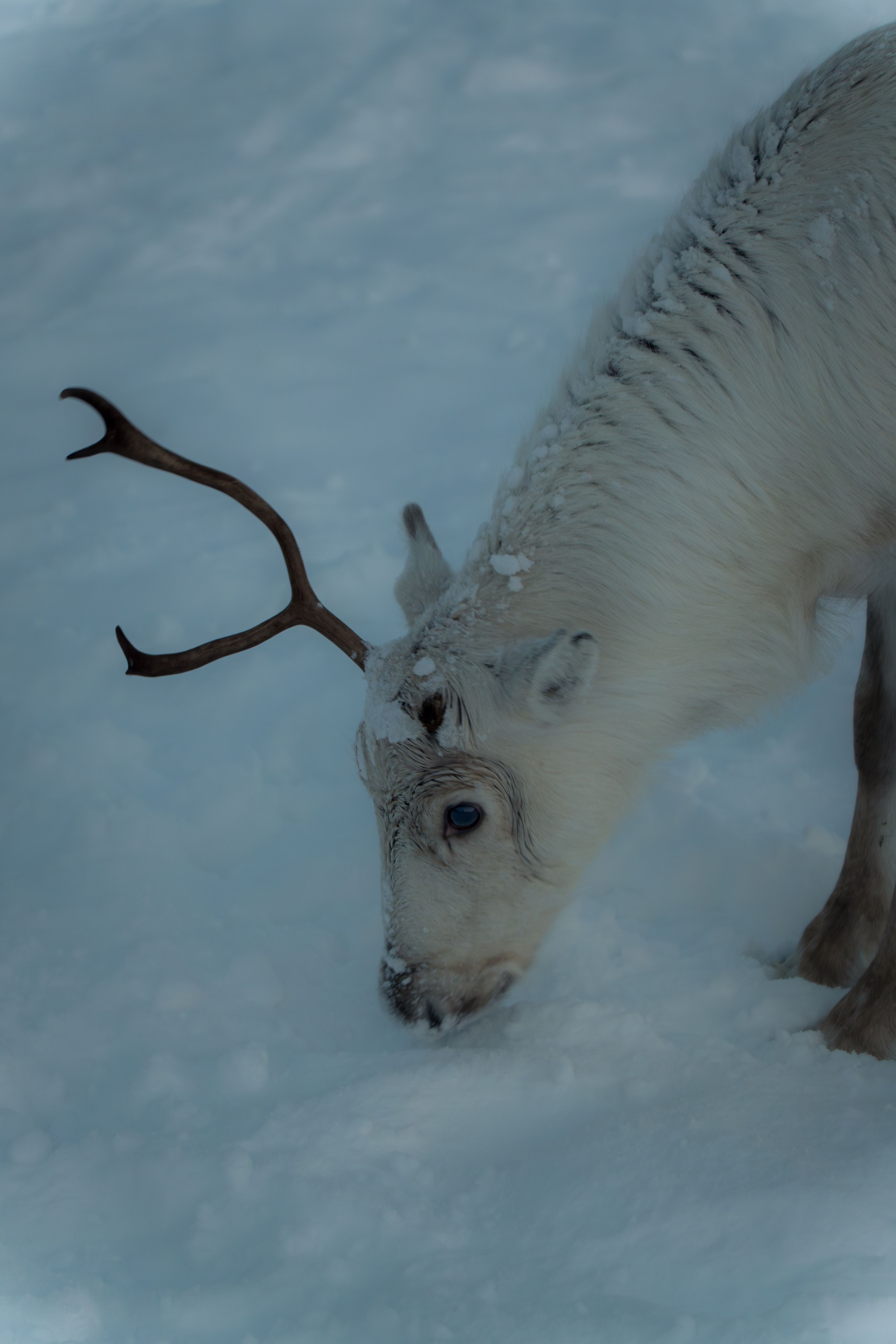 White reindeer digging through snow for food