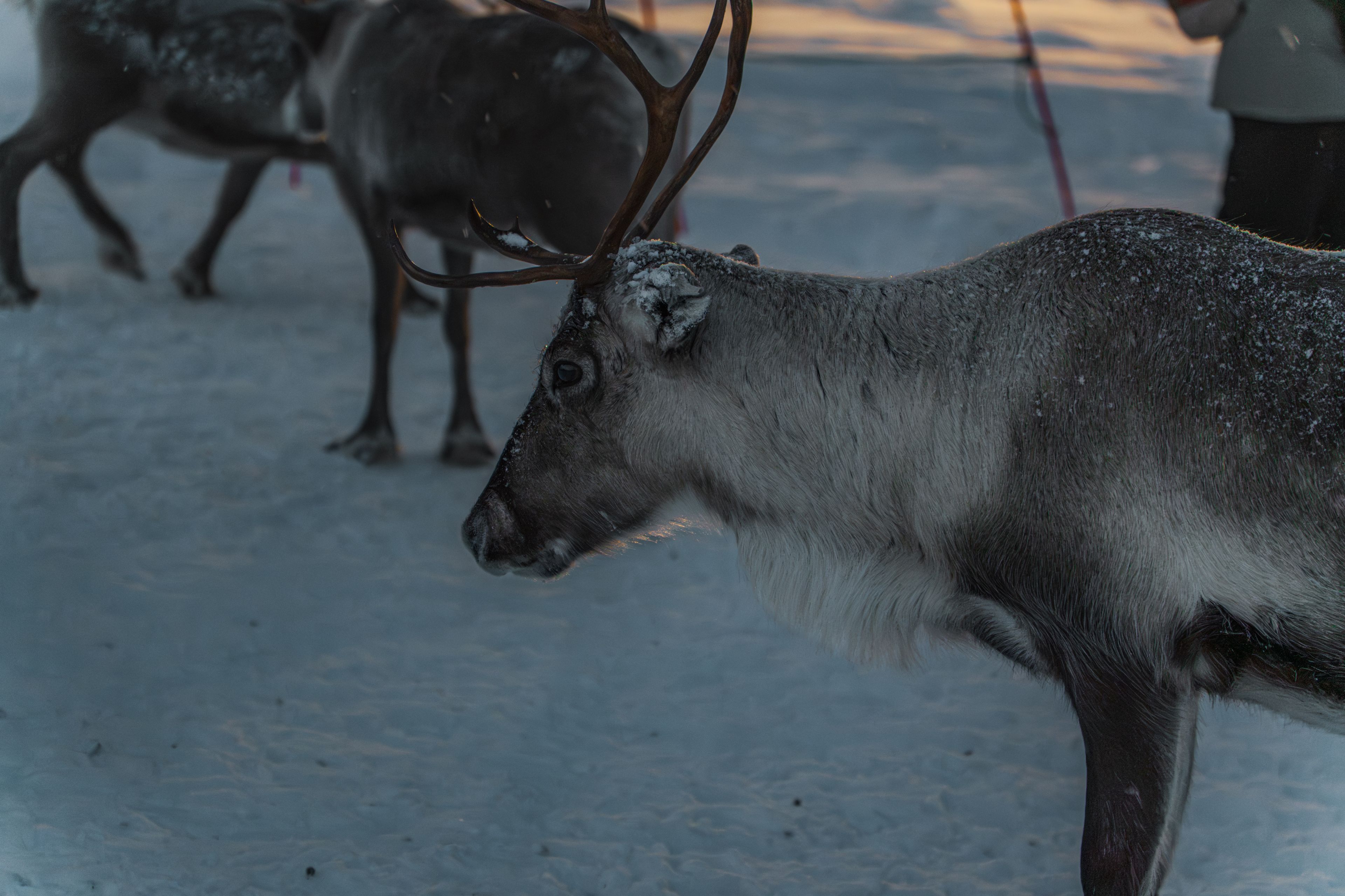 Reindeer walking through the herd at dusk