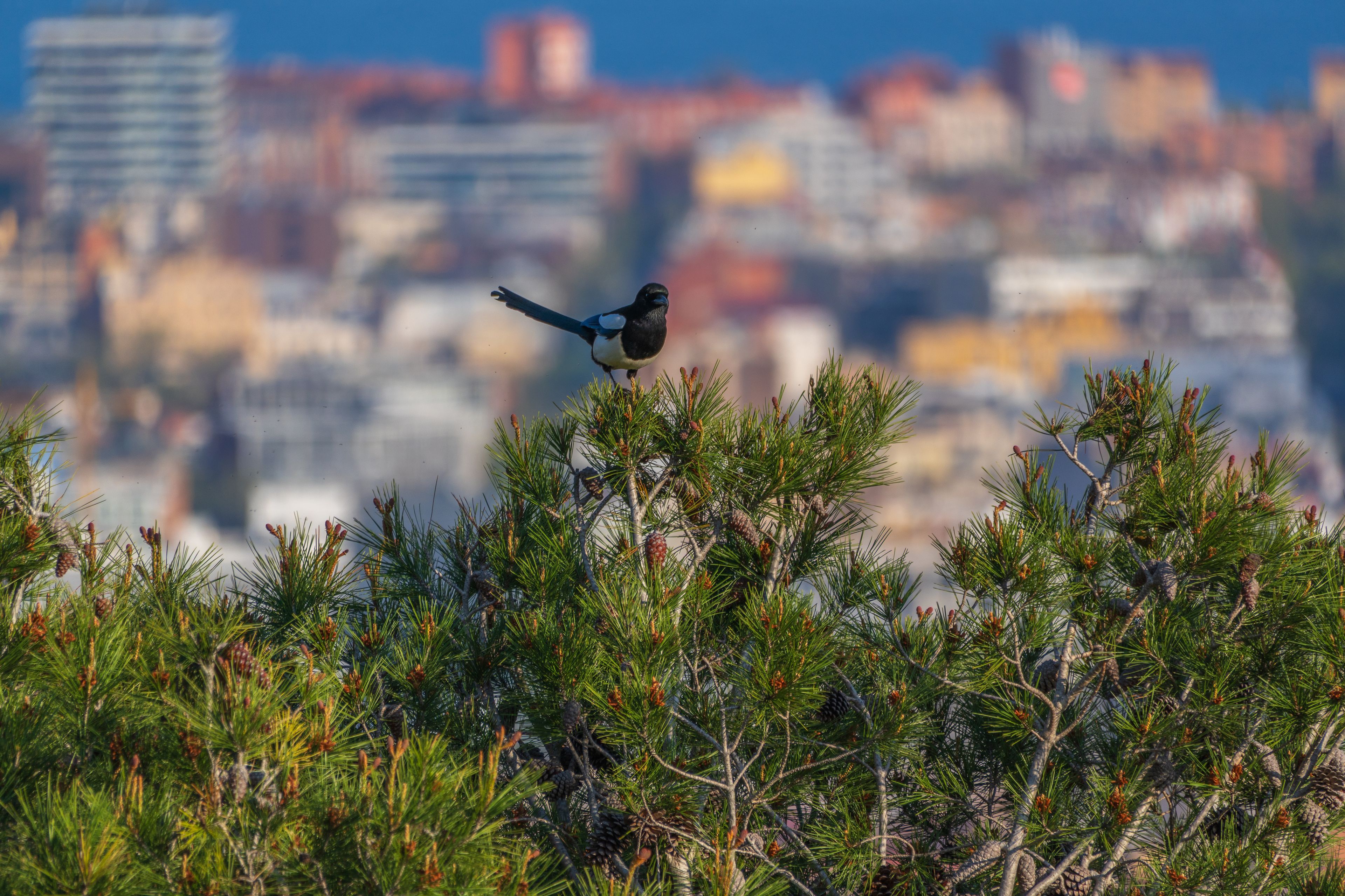 Magpie perched on a pine tree with the city blurred in the background